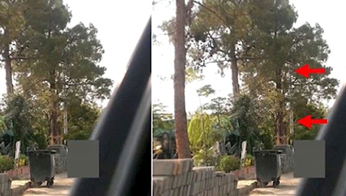 Security cameras are hidden among tree branches – Tehran, Iran