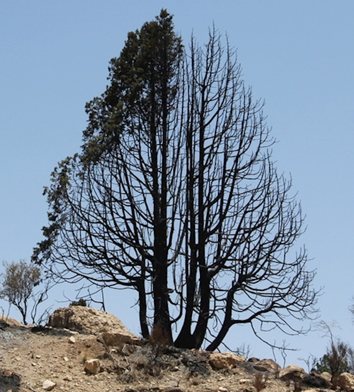 Hundreds of Oak trees destroyed in Zagros forests wildfire