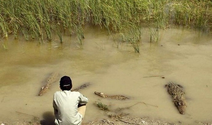 Marsh crocodiles threaten people in Sistan & Baluchistan province, southeast Iran